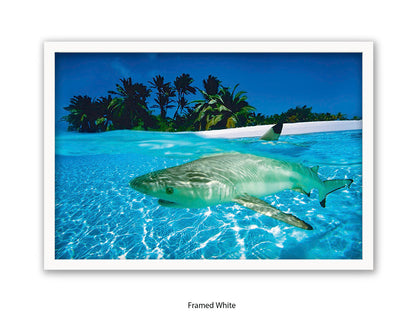 Black Tip Shark Marine Poster