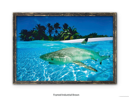 Black Tip Shark Marine Poster
