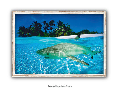 Black Tip Shark Marine Poster