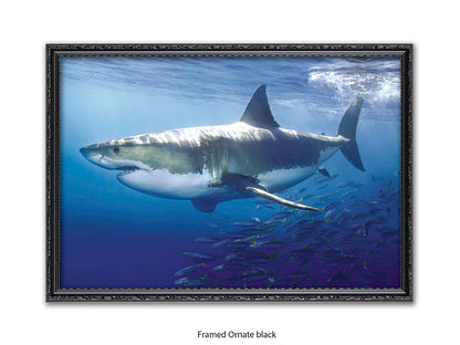 Great White Shark Marine Poster