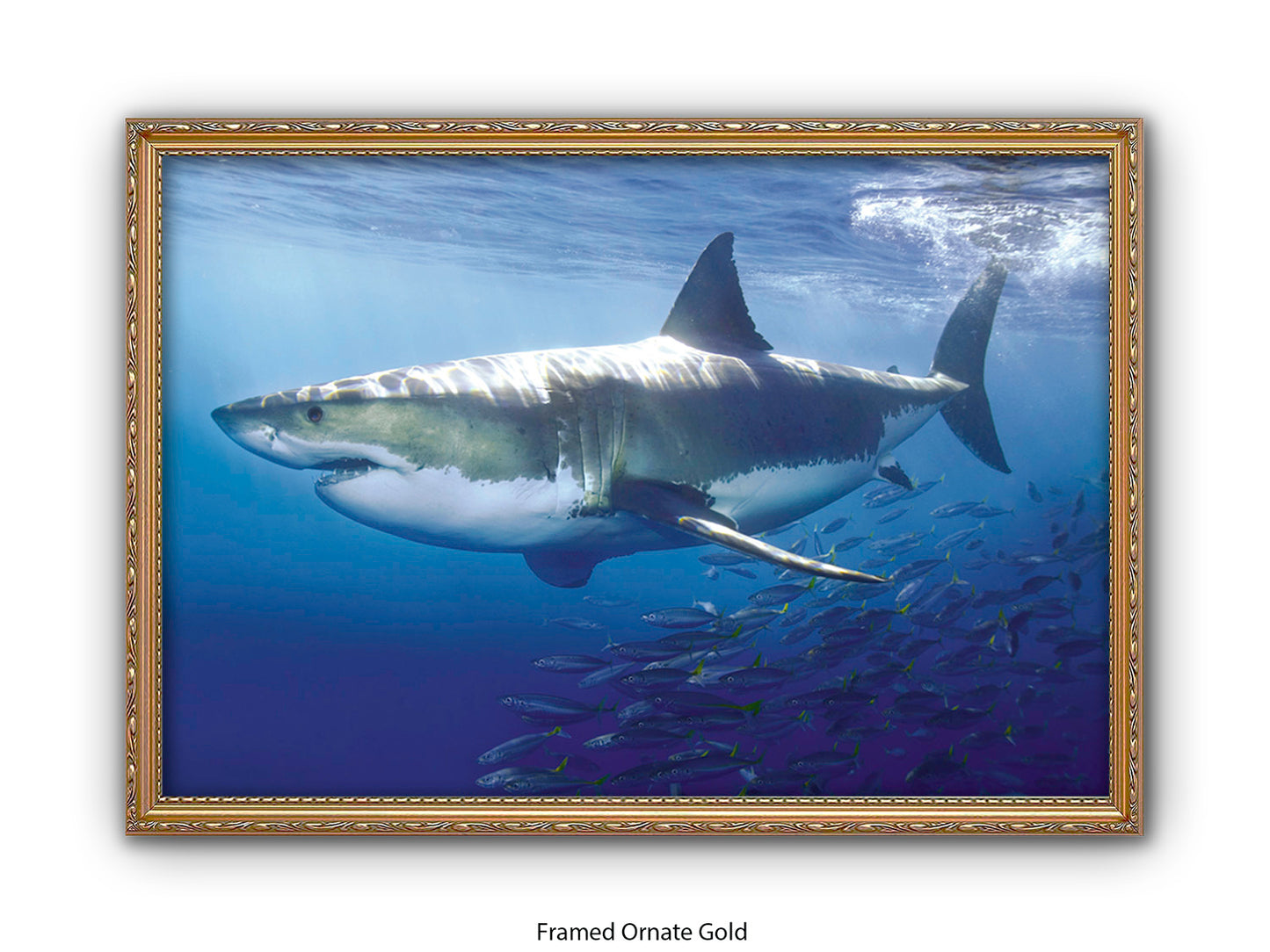 Great White Shark Marine Poster