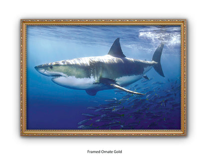 Great White Shark Marine Poster