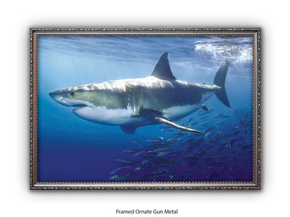 Great White Shark Marine Poster
