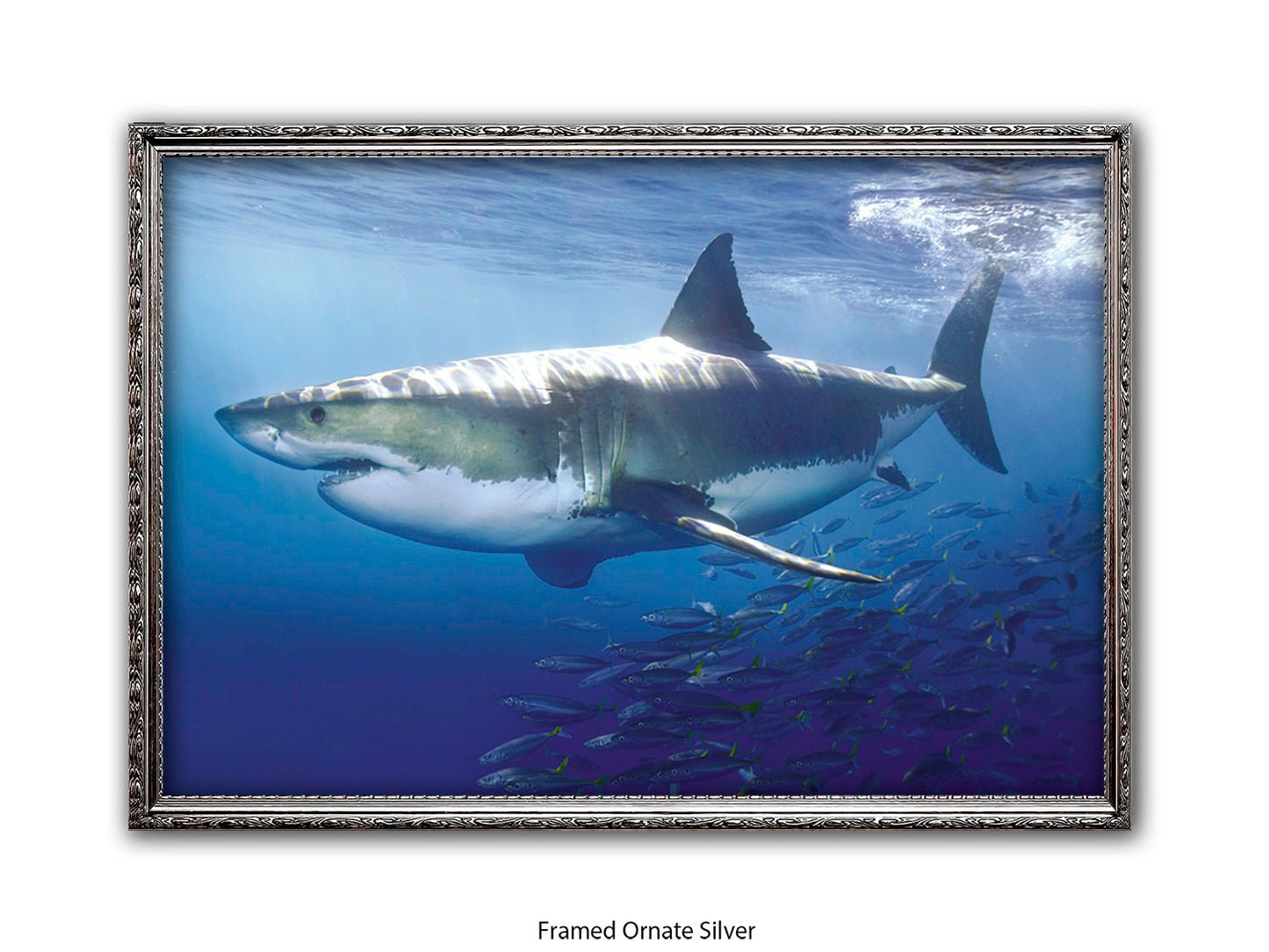 Great White Shark Marine Poster