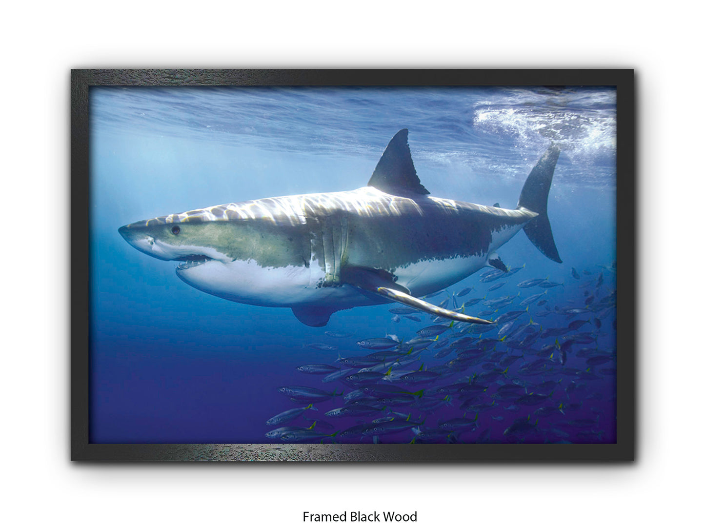 Great White Shark Marine Poster