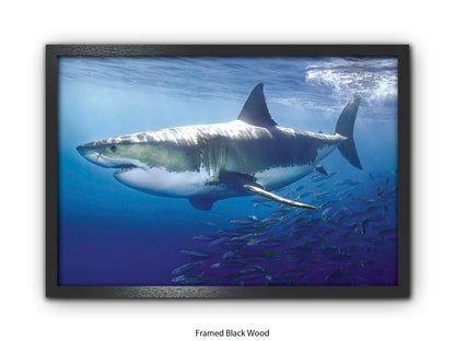 Great White Shark Marine Poster