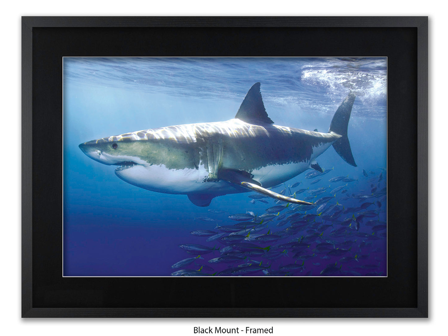 Great White Shark Marine Poster