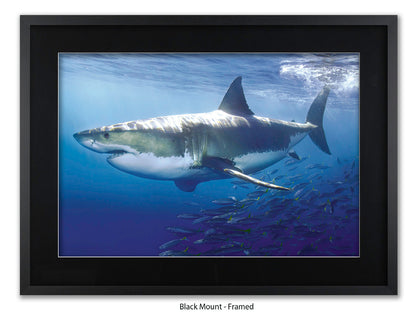 Great White Shark Marine Poster