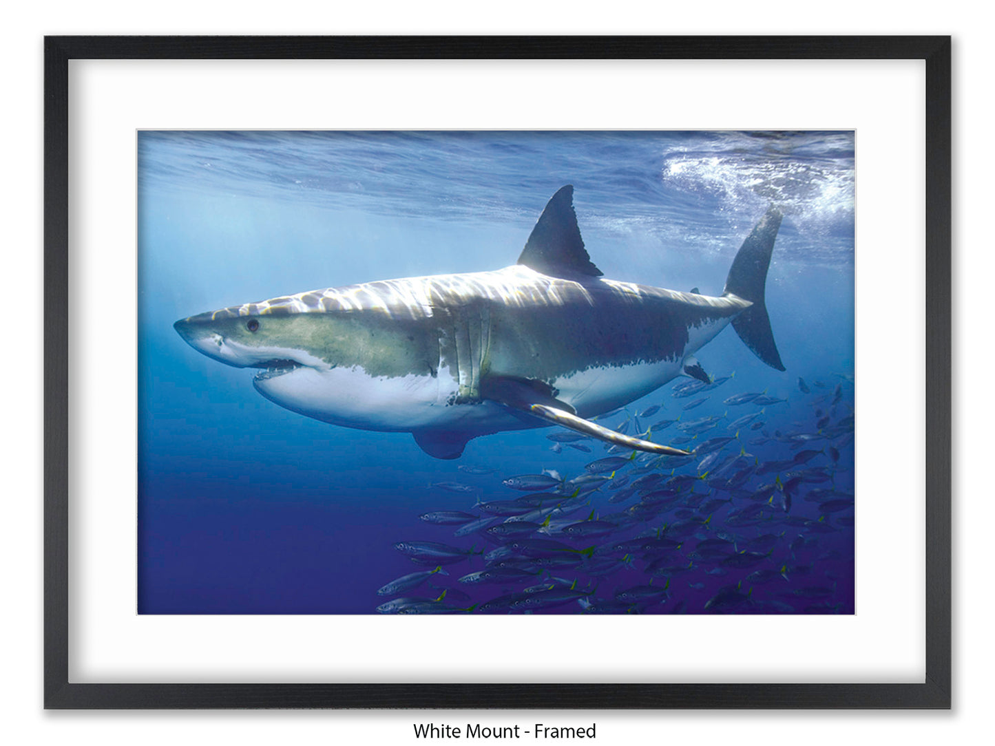 Great White Shark Marine Poster