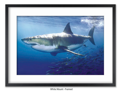Great White Shark Marine Poster