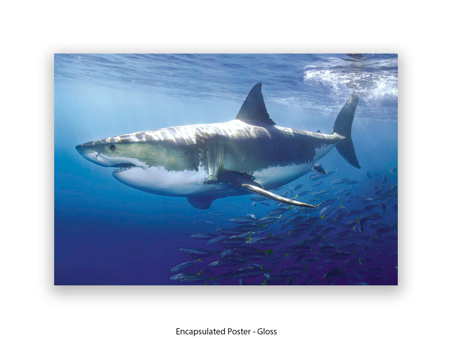 Great White Shark Marine Poster