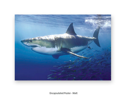 Great White Shark Marine Poster