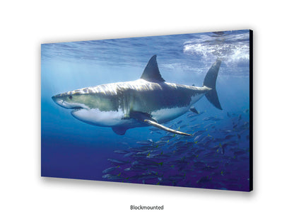 Great White Shark Marine Poster