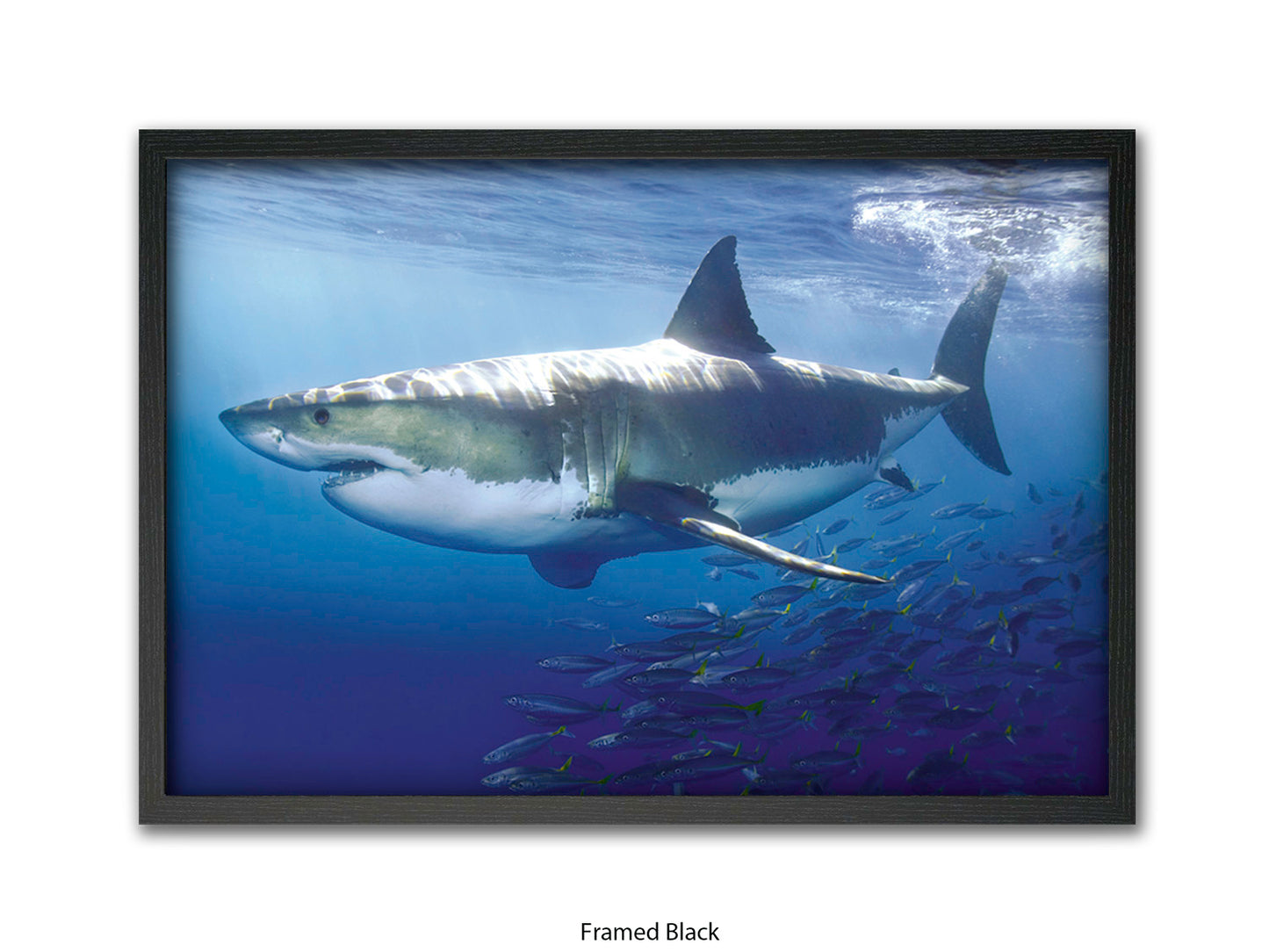 Great White Shark Marine Poster