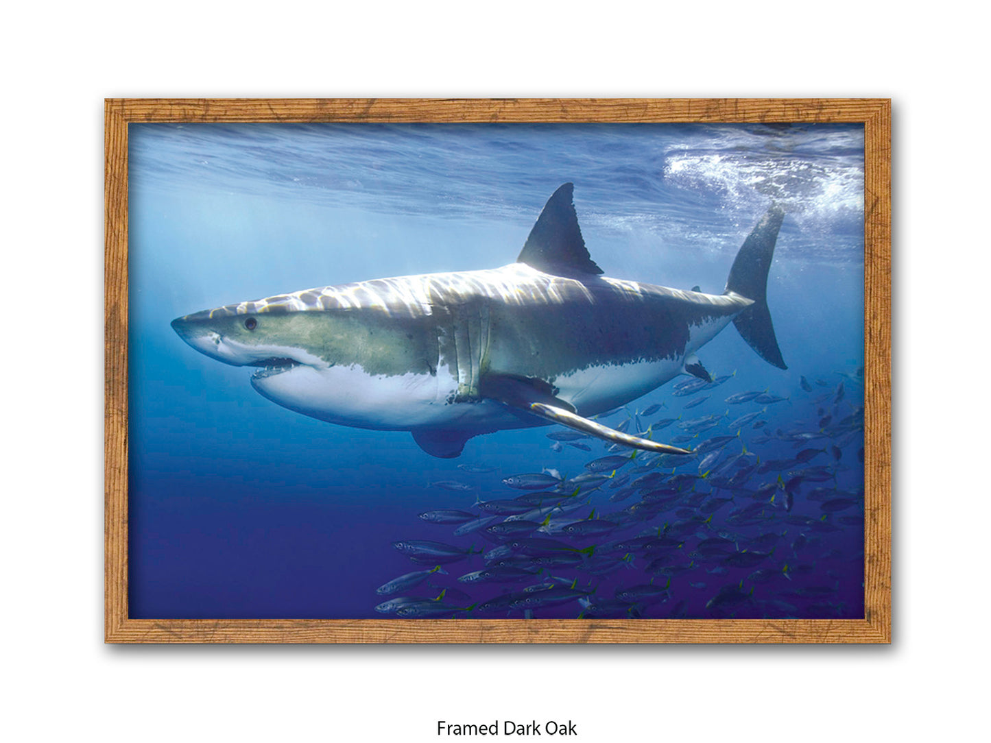 Great White Shark Marine Poster