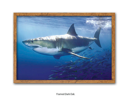 Great White Shark Marine Poster