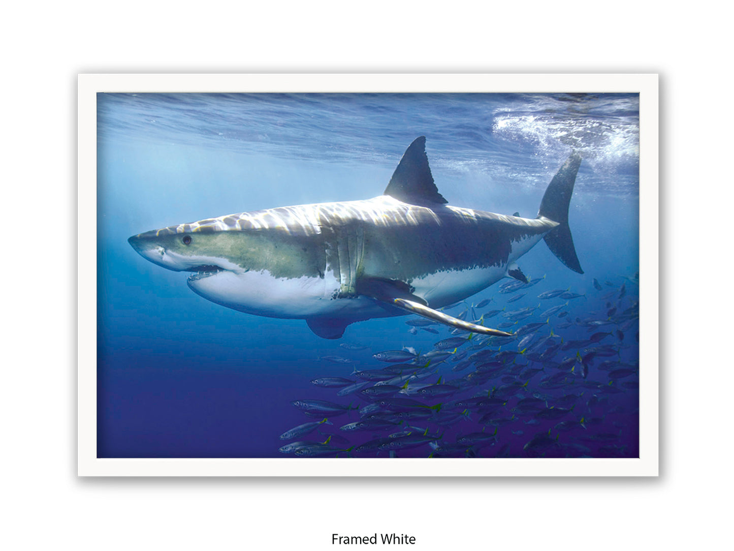 Great White Shark Marine Poster