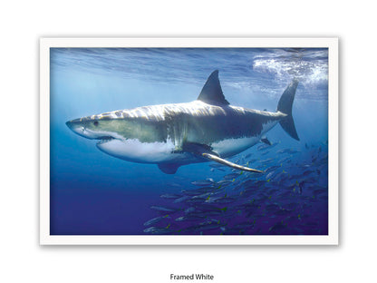 Great White Shark Marine Poster