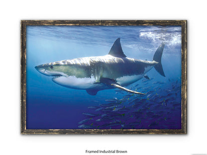 Great White Shark Marine Poster