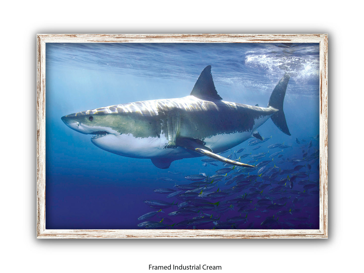 Great White Shark Marine Poster