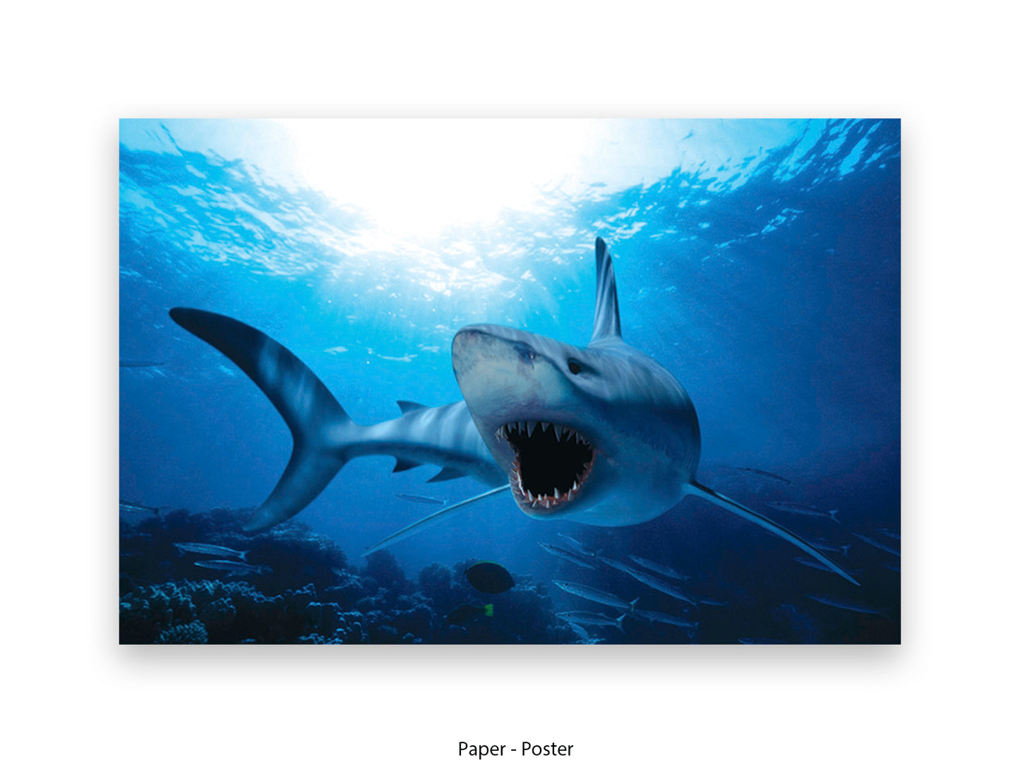 Powerful shark ocean marine life underwater wildlife photography poster print