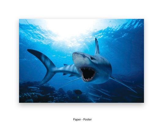Powerful shark ocean marine life underwater wildlife photography poster print