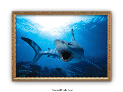 Shark Ocean Marine Wildlife Poster