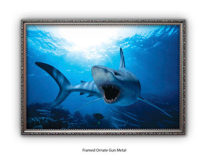 Shark Ocean Marine Wildlife Poster