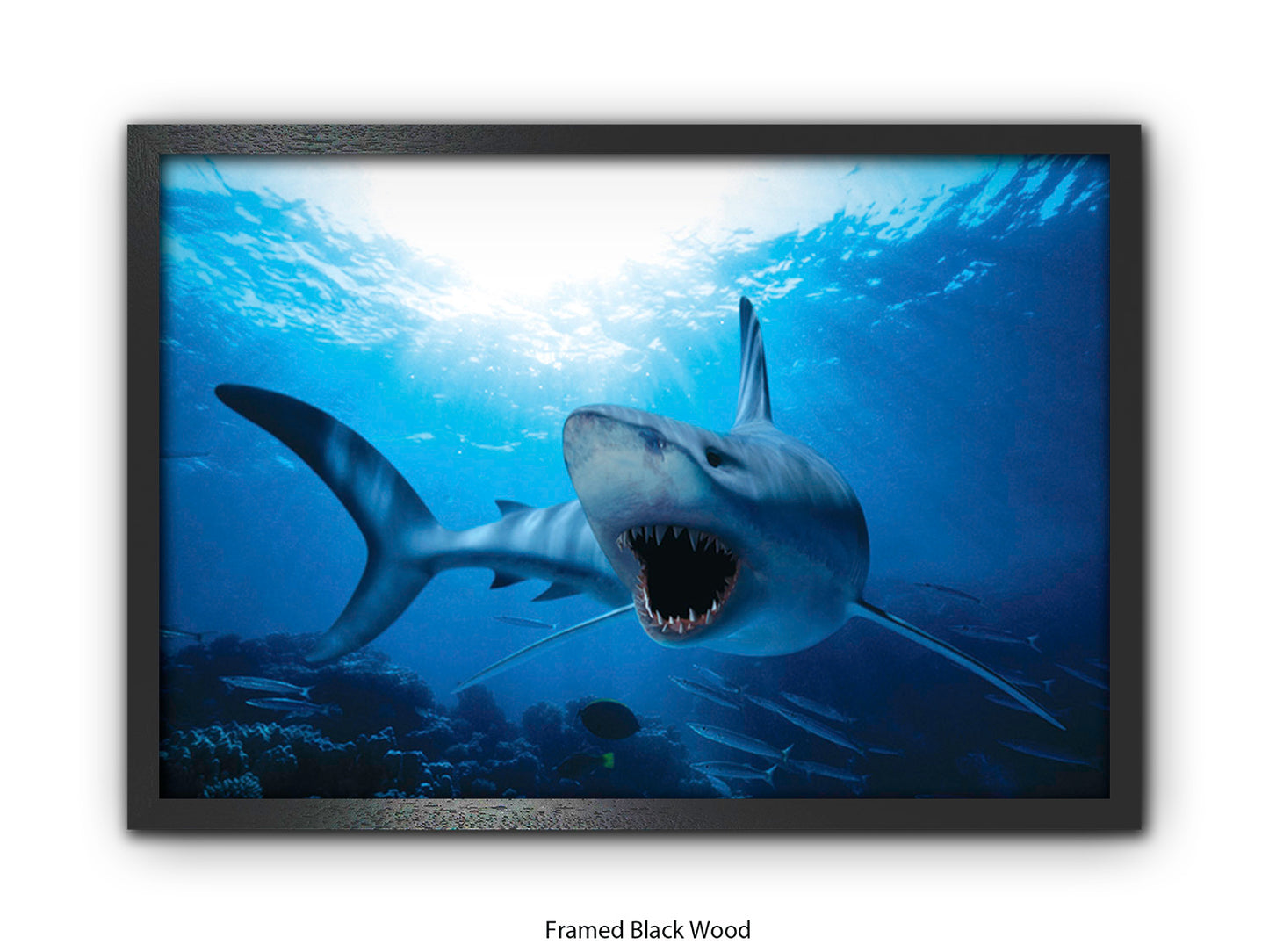Shark Ocean Marine Wildlife Poster