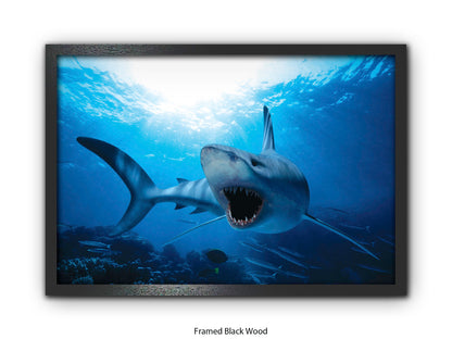 Shark Ocean Marine Wildlife Poster