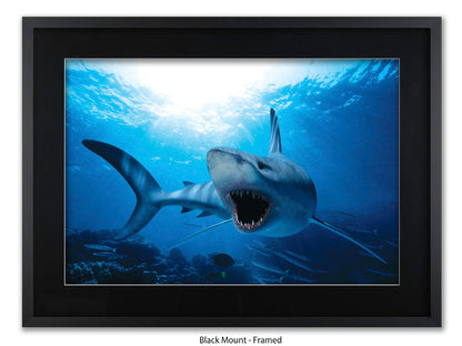 Shark Ocean Marine Wildlife Poster
