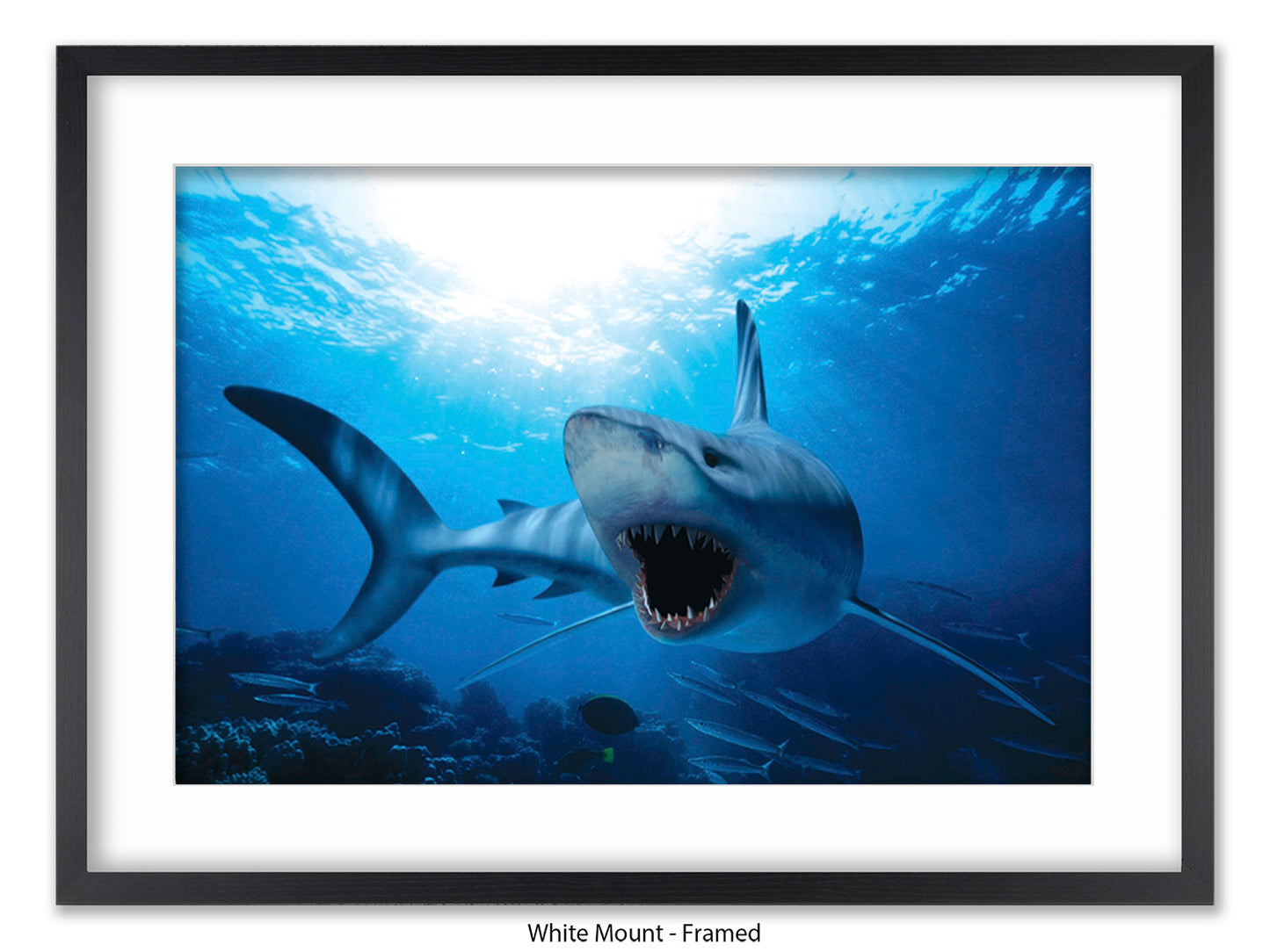 Shark Ocean Marine Wildlife Poster