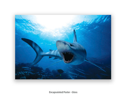 Shark Ocean Marine Wildlife Poster