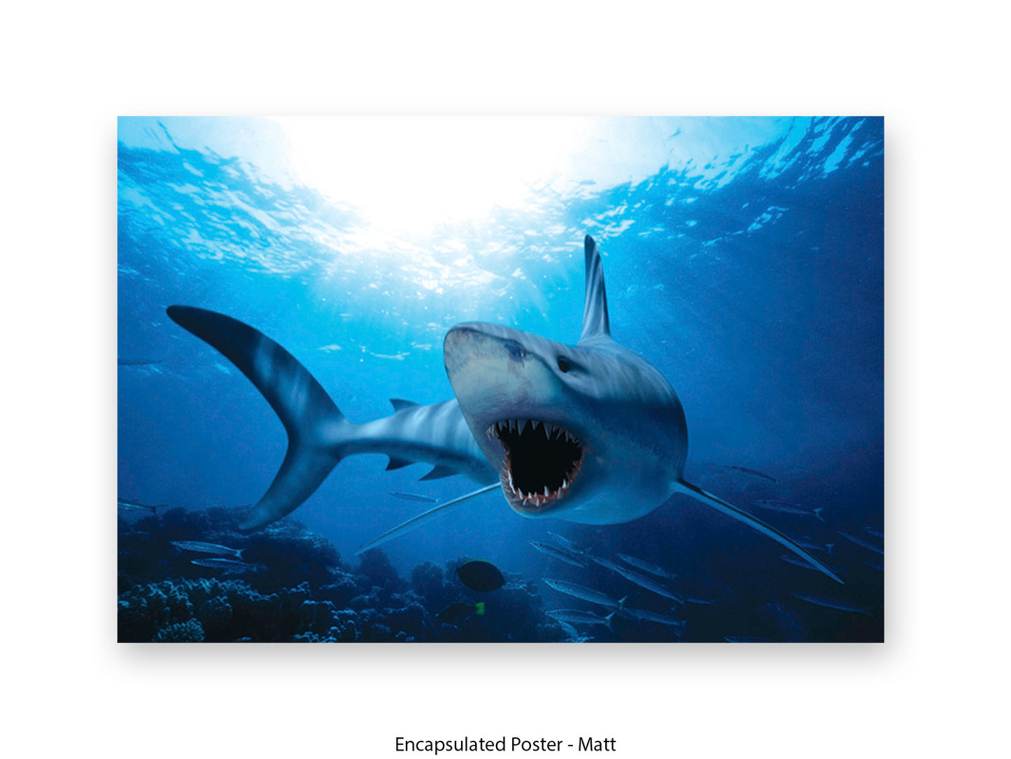 Shark Ocean Marine Wildlife Poster