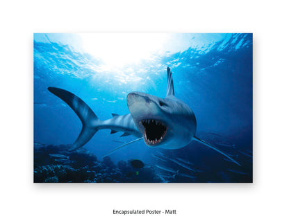 Shark Ocean Marine Wildlife Poster