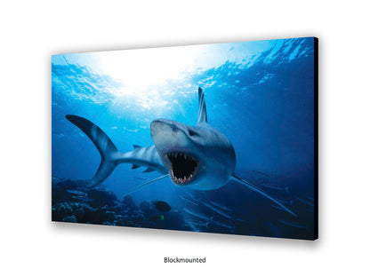 Shark Ocean Marine Wildlife Poster