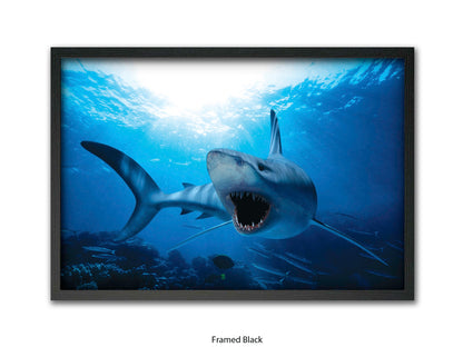 Shark Ocean Marine Wildlife Poster