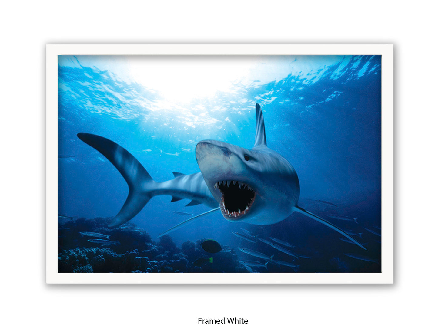 Shark Ocean Marine Wildlife Poster