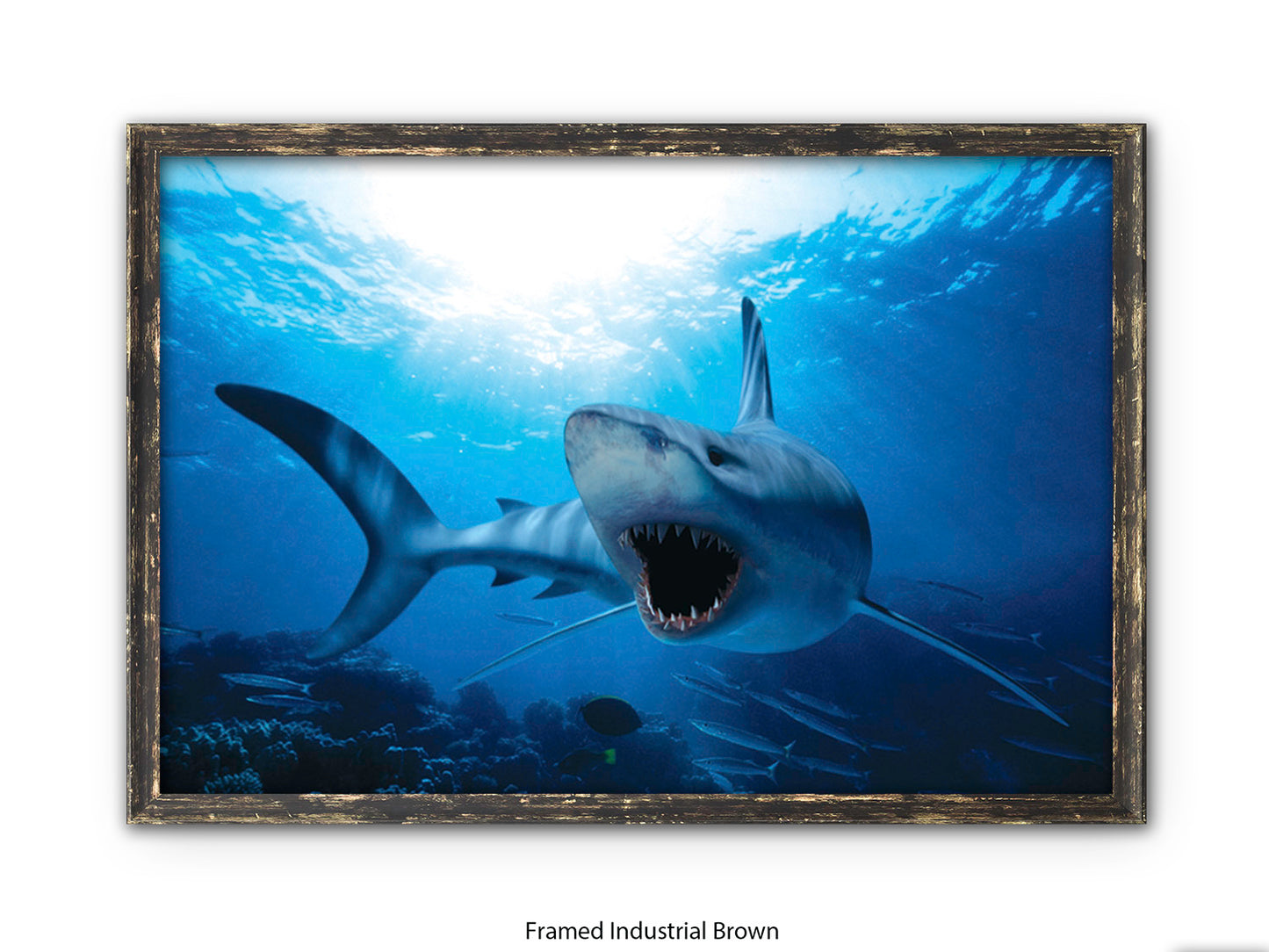 Shark Ocean Marine Wildlife Poster