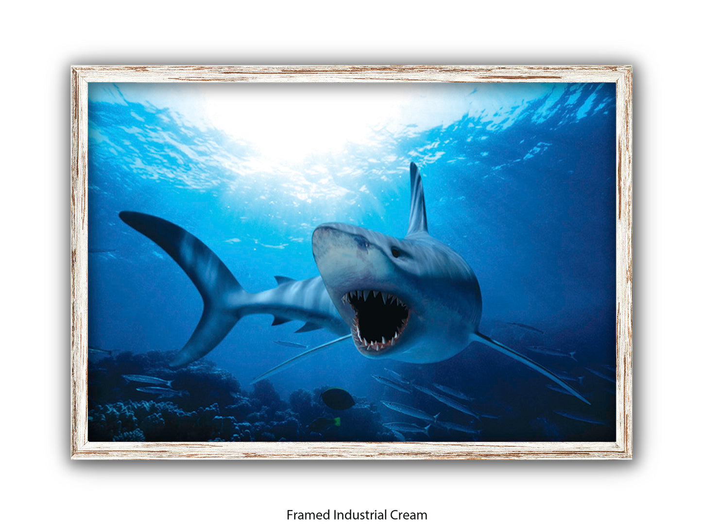 Shark Ocean Marine Wildlife Poster