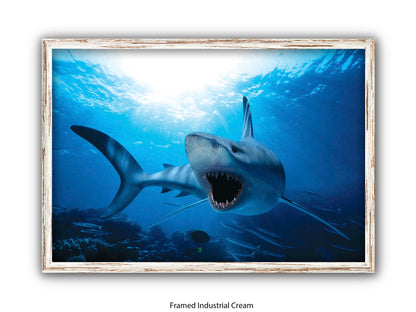 Shark Ocean Marine Wildlife Poster