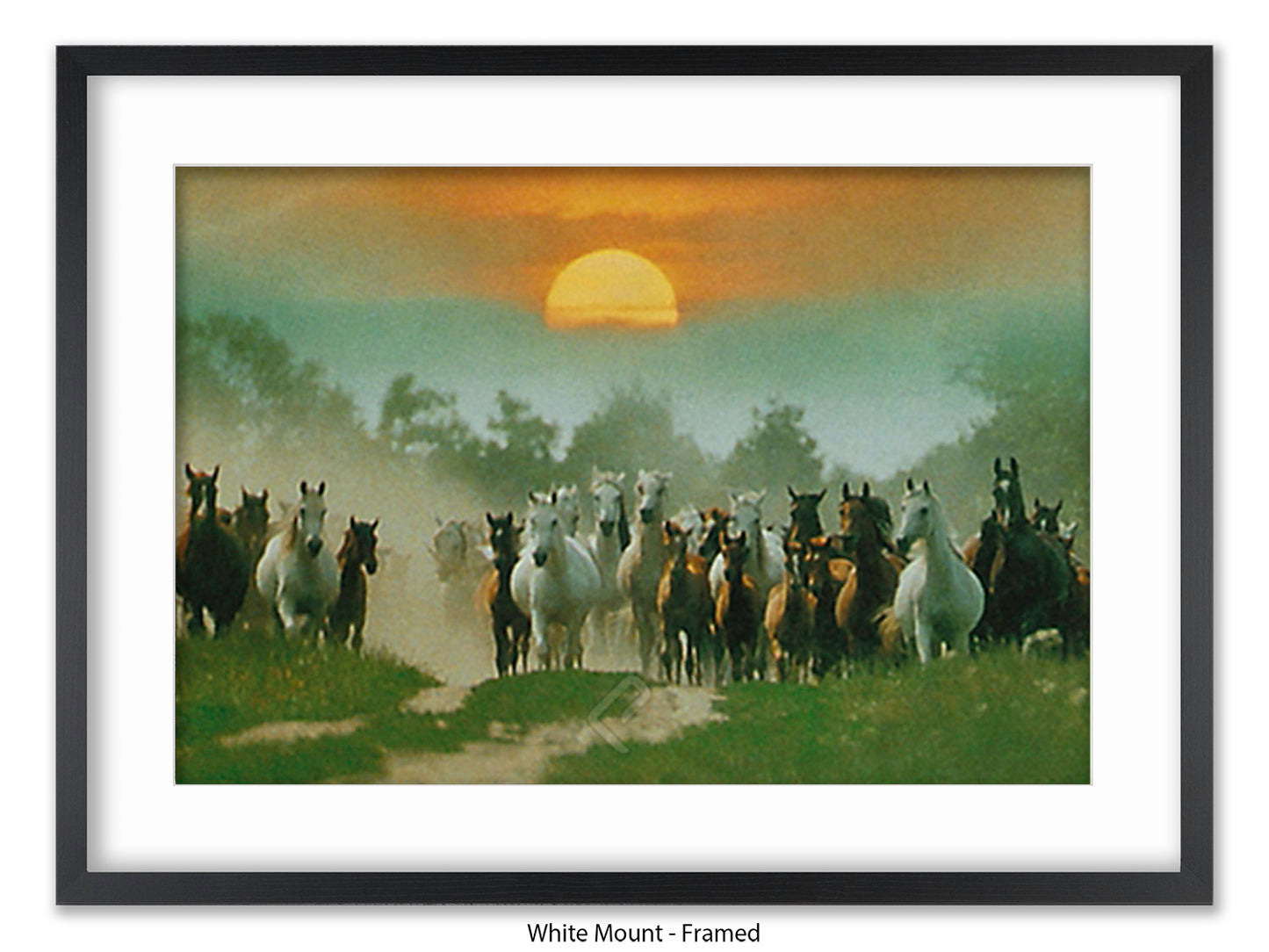 Wild Horses Freedom Nature Poster Print