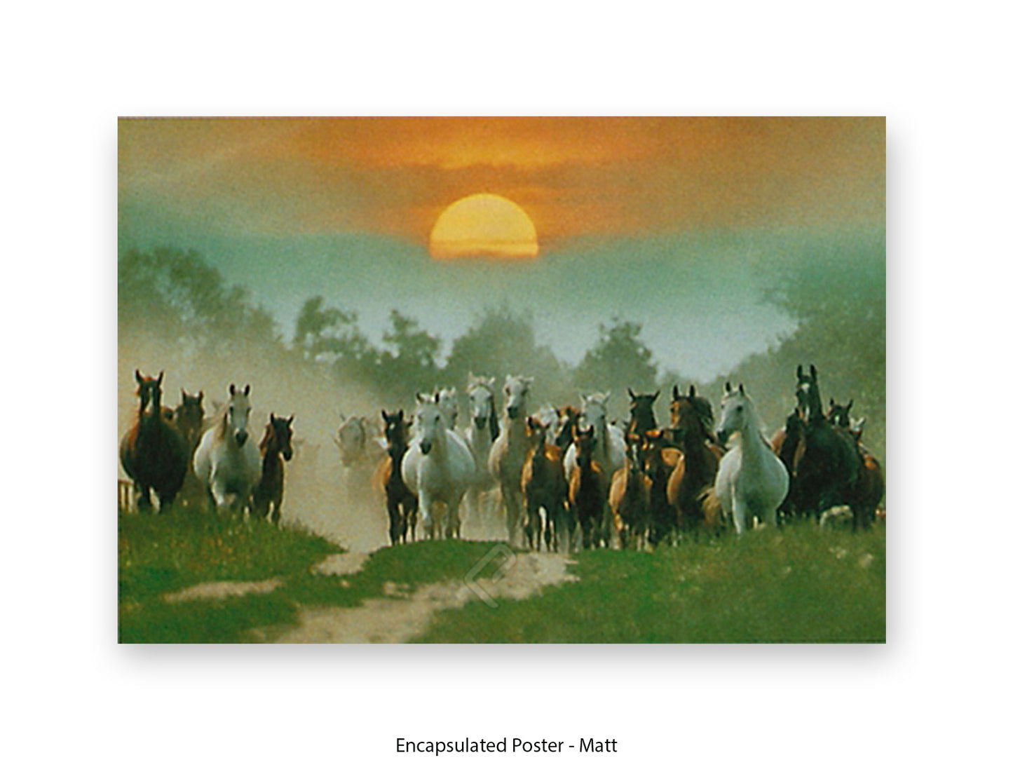 Wild Horses Freedom Nature Poster Print