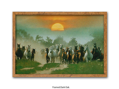 Wild Horses Freedom Nature Poster Print
