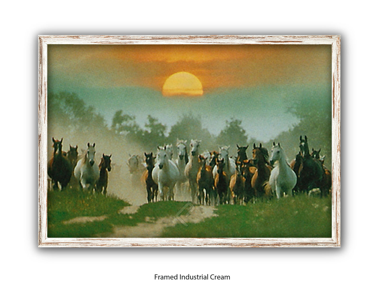 Wild Horses Freedom Nature Poster Print