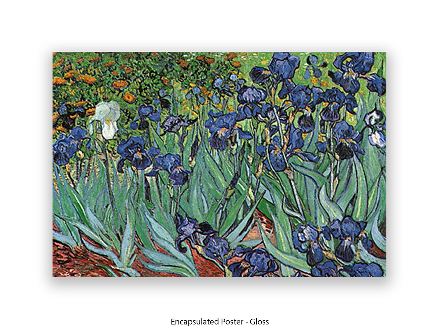 Irises by Van Gogh Poster Print | Vincent Van Gogh Wall Art | Classic Post-Impressionist Botanical Print | Purple Iris Garden Artwork