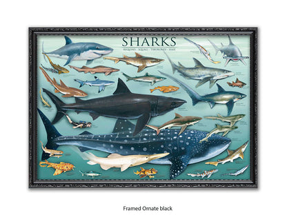 Sharks Species Chart Marine Poster