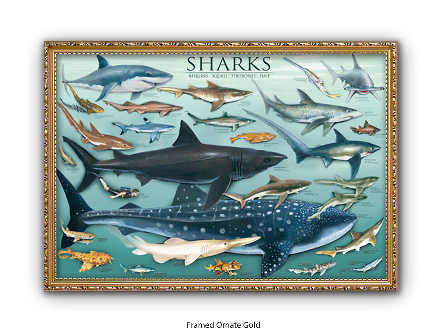 Sharks Species Chart Marine Poster