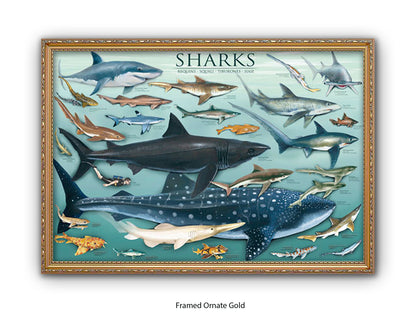 Sharks Species Chart Marine Poster