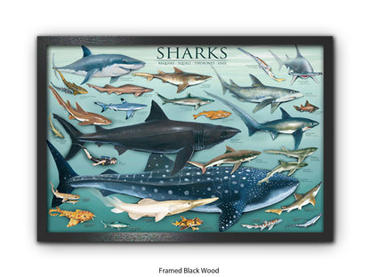Sharks Species Chart Marine Poster